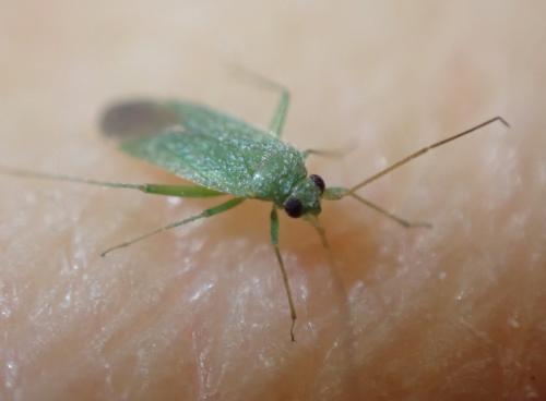 Réf. 311 278 : Orthotylus sp.
